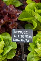 Lettuce, Lactuca sativa Lollo Rosso, Lactuca sativa Little Gem 