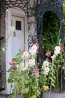 Hollyhocks in the front garden, Alcea rosea 