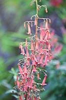 Portrait Cape Fuchsia, Phygelius rectus Trewidden Pink 