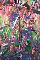 Red orache, Atriplex hortensis rubra 