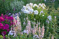 Phlox paniculata Violetta Gloriosa, Lythrum virgatum Blush, Veronicastrum virginicum Rose Glow 