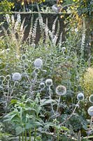 Bed with globe thistle and loosestrife, Echinops ritro Alba, Lysimachia 