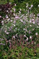Hollyhock and knotweed, Alcea rosea Parkrondell, Persicaria amplexicaulis 