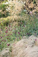 Gravel garden, Nassella tenuissima, Stipa tenuissima, Stipa gigantea, Knautia macedonica 