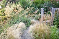 Gravel garden, Nassella tenuissima, Stipa tenuissima, Stipa gigantea, Knautia macedonica, Calamagrostis acutiflora Karl Förster 