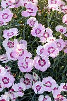 Portrait of the Feathered Pink, Dianthus plumarius Angel of Peace 