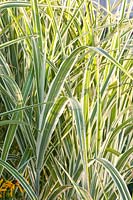 Chinese silver grass, Miscanthus sinensis Cosmopolitan 