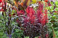 Lobelia, Lobelia fulgens Red Tower, Amaranthus cruentus Velvet Curtains, Pennisetum glaucum Purple Majesty 