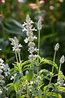 Meal sage, Salvia farinacea Silver 