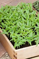Micro salad of mung beans, Vigna radiata 