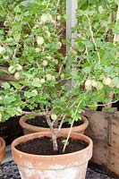 Gooseberry in pot, Ribes uva-crispa Careless 