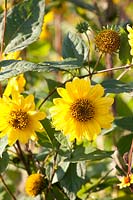 Perennial sunflower, Helianthus decapetalus Capenoch Star 