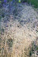 Dewdrop grass, Sporobolus airoides 