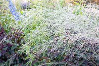 Moor grass, Molinia arundinacea Transparent 
