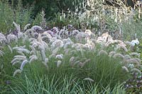 Fountain grass, Pennisetum orientale Karley Rose, Sanguisorba tenuifolia Albiflora 