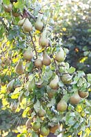 Pears, Pyrus communis Conference 