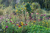 Cottage garden with annuals, Zinnia, Helianthus annuus, Cleome, Tropaelum majus 