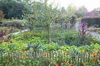 Cottage garden with nasturtiums, verbena and palm cabbage, Tropaeolum majus, Verbena bonariensis, Brassica oleracea 