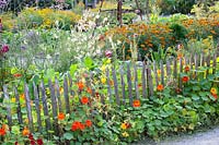 Cottage garden with nasturtiums and marigold, Tropaeolum majus, Tagetes, Gaura lindheimeri 