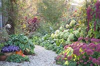 Autumn garden, Hydrangea arborescens Annabelle, Aster, Hosta, Alchemilla mollis, Sedum Herbstfreude 