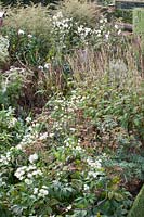 White bed with flowers and seed heads in October, Astrantia major, Artemisia lactiflora, Persicaria amplexicaulis Alba, Anemone japonica Whirlwind 
