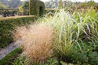 Chinese silver grass and hair grass, Miscanthus sinensis Variegatus, Deschampsia cespitosa Goldschleier 