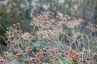 Seed heads of masterwort and goiter, Astrantia major Garnet, Chaerophyllum hirsutum Roseum 
