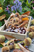 Sweet chestnuts in wooden box, Castanea sativa 