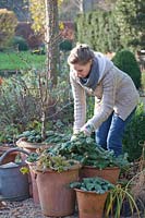 Winter protection for ornamental apple and perennials in pots, Heuchera, Malus Golden Hornet 