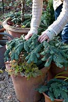 Winter protection for perennials in pots, Heuchera 