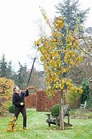 Woman pruning quince tree in winter, Cydonia oblonga Vranja 