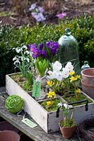 Rustic wooden box with bulbous plants, Galanthus nivalis, Eranthis hyemalis, Crocus vernus Jeanne d'Arc, Crocus vernus Flower Record, Hyacinthus 