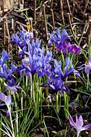 Reticulated Iris, Iris reticulata Harmony 