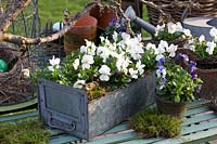 Decoration with white horned violets in an old filing cabinet, Viola cornuta 