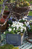 Decoration with white horned violets in an old filing cabinet, Viola cornuta 