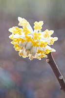 Paper bush, Edgeworthia chrysantha Grandiflora 