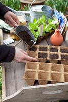 Sowing lettuce in seed pots, step by step, step 1, fill seed pots with seed soil Lactuca sativa Salanova 