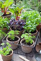 Cultivation herbs, basil, parsley, rocket, Ocimum basilicum Genovese, Ocimum basilicum Dark Opal, Petroselinum Gigante di Napoli, Eruca sativa 