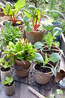 Cultivation of lettuce, chard and white cabbage, Lactuca sativa, Beta vulgaris Bright Lights, Brassica oleracea Brunswijker 
