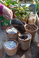 Growing herbs with seed discs, basil, parsley, rocket, chives, Ocimum basilicum, Petroselinum, Eruca sativa, Allium schoenoprasum, STEP 5 