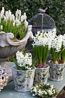 Table decoration with Muscari aucheri White Magic, Hyacinthus multiflora White Pearl 