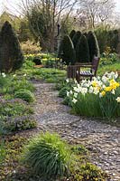 Spring garden with daffodils, Narcissus, Taxus, Corylopsis spicata 