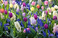 Hyacinthus White Pearl, Hyacinthus Pink Pearl, Tulipa Candy Prince, Tulipa Purple Prince, Tulipa White Dynasty, Tulipa Orange Dynasty, Muscari armeniacum 