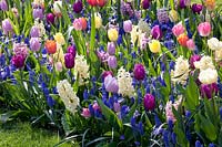 Bed with Hyacinthus White Pearl, Hyacinthus Pink Pearl, Tulipa Candy Prince, Tulipa Purple Prince, Tulipa White Dynasty, Tulipa Orange Dynasty, Muscari armeniacum 
