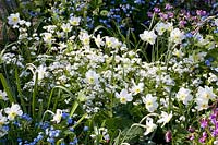 Bed with daffodils, spring vetch, Caucasian forget-me-not, Narcissus, Lathyrus vernus, Brunnera macrophylla Betty Bowring 