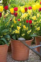 Narcissus triandrus Hawera, Narcissus tazetta Golden Dawn, Tulipa Jan Reus, Tulipa Bastogne, Tulipa Jan van Nes 
