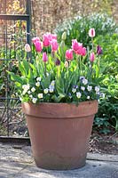 Tulips in pots, Tulipa Jazz, Tulipa Victoria's Secret, Tulipa China Pink, Tulipa Playgirl Viola 