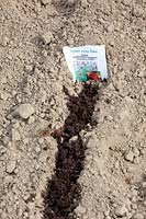 Mark sown rows with dark soil, Gomphrena globosa; Globe amaranth 