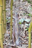 Portrait of bamboo shoot, Phyllostachys aureosulcata Harbin-inversa 
