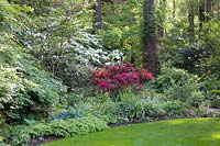 Woodland garden, Azalea, Rhododendron, Viburnum plivatum Mariesii, Viburnum rotundifolium, Hosta tardiana Halcyon, Adiantum venustum 